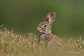 <p>KRÁLÍK DIVOKÝ (Oryctolagus cuniculus) - Mladá Boleslav ---- /European rabbit - Wildkaninchen/</p>
